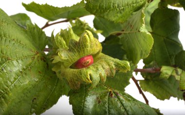 Dalda vahşi fındık