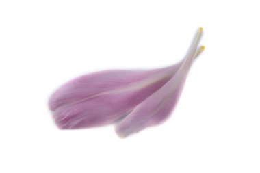 Şakayık yaprakları beyaz üzerine izole