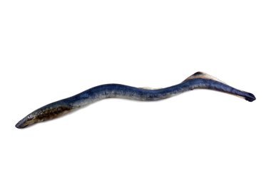 Lamprey balığı. - Vampir. Balık kanı içiyor. Bu balık çok lezzetli.