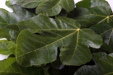 Sonbahar yapraklarını kapatın. Desenli arkaplan