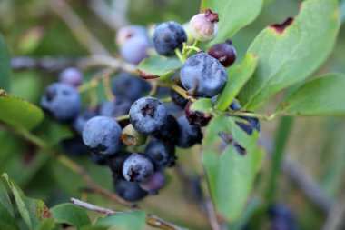 Taze yaban mersini hasadını kapat.