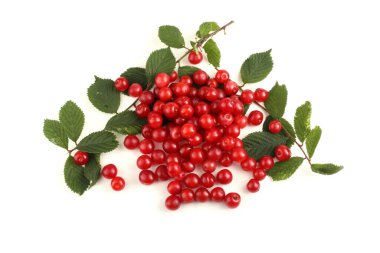 Nanking kiraz ve dal