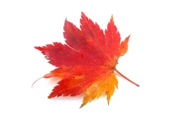 sonbahar yaprakları beyaz arkaplanda izole