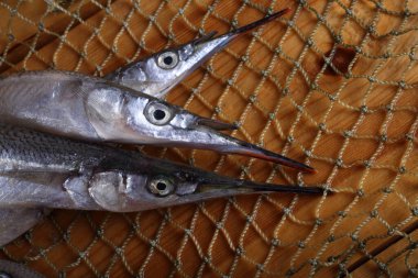 Ağda süs balığı. Yakalayın