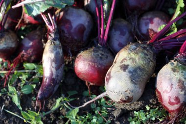 Taze pancar ve yeşil filizler.