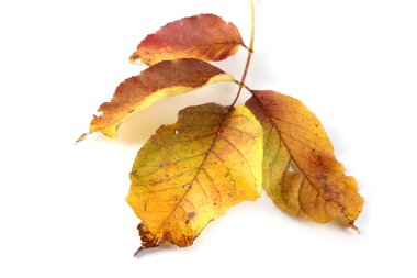 sonbahar yaprakları beyaz arkaplanda izole