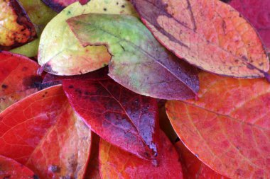 Düşen sonbahar yapraklarını kapatın.