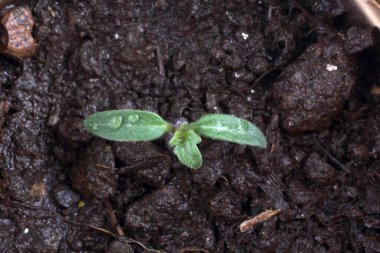 Topraktaki küçük yeşil bitki siyah arkaplana yakın.