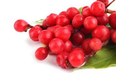 Schisandra Chinensis beyazı izole etti