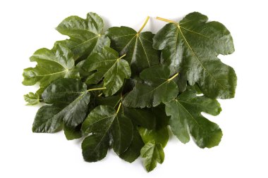 İncir yaprakları beyaz üzerine izole