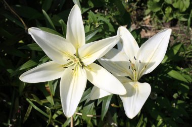 İnanılmaz çiçeklere yakın.