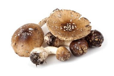 Amanita pantherina (panter şapkası, sahte kızartıcı). Zehirli mantar..