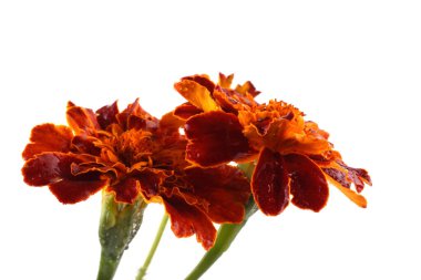 beyaz arkaplanda izole edilmiş kadife çiçekleri