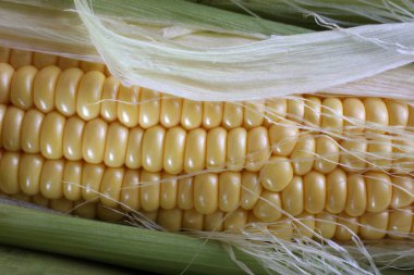 Olgun mısır hasadına yakın