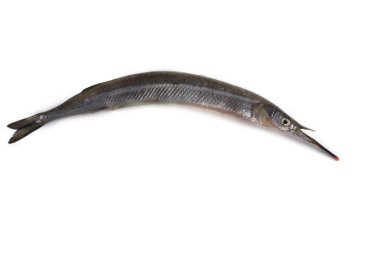 Garfish beyazda izole edilmiş.