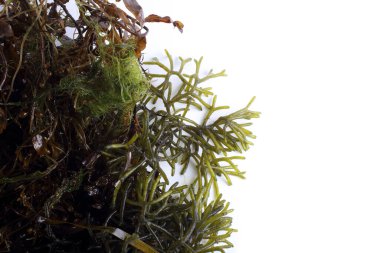 Beyaz arkaplanda yeşil yosun yaprakları