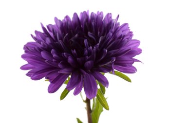 Violet aster beyazda izole edilmiş