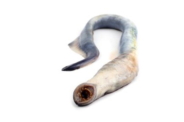 Lamprey balığı. - Vampir. Balık kanı içiyor. Bu balık çok lezzetli.