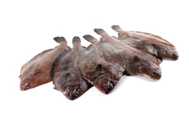 Düz başlı taban (Hipoglossoides elassodon) beyaz üzerinde izole