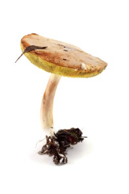 Suillus mantarı (Kaygan Jack mantarıyla ilgili))