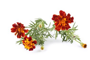 beyaz arkaplanda izole edilmiş kadife çiçekleri