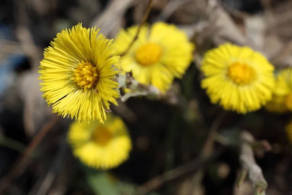 Büyüyen Coltsfoot Tussilago Farfara — Stok fotoğraf