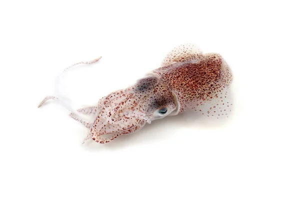 Little Cuttlefish Isolated White — Stock Photo, Image