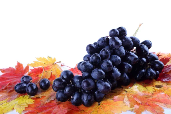 Bunch Fresh Grapes Autumn Leaves Isolated White — Stock Photo, Image