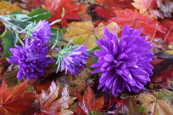 Crisantemos Hojas Arce Otoño Fondo — Foto de Stock