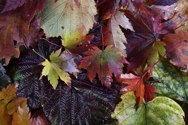 Gros Plan Des Feuilles Automne Tombées — Photo