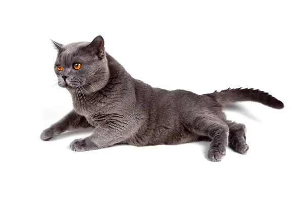 Britische Katze Isoliert Auf Weißem Hintergrund — Stockfoto