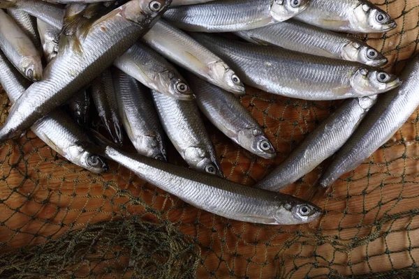 Derreter Peixes Rede Pacific Smelt Variedade Peixes — Fotografia de Stock