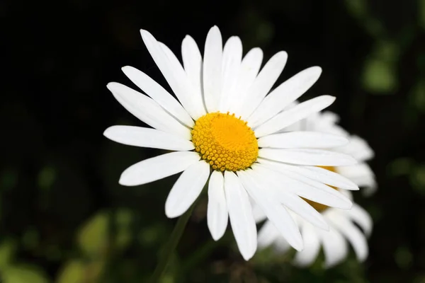 Zblízka Úžasné Kvetoucí Květiny — Stock fotografie