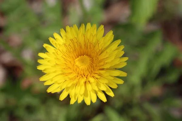 Nahaufnahme Von Erstaunlichen Blühenden Blumen — Stockfoto