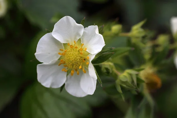 Close Amazing Blooming Flower — Stock Photo, Image