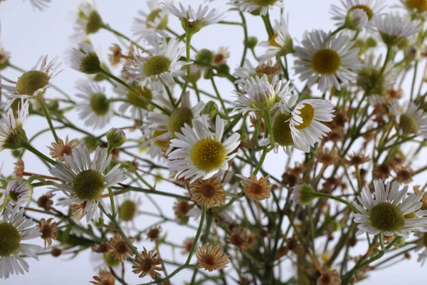 Primo Piano Incredibili Fiori Fiore — Foto Stock