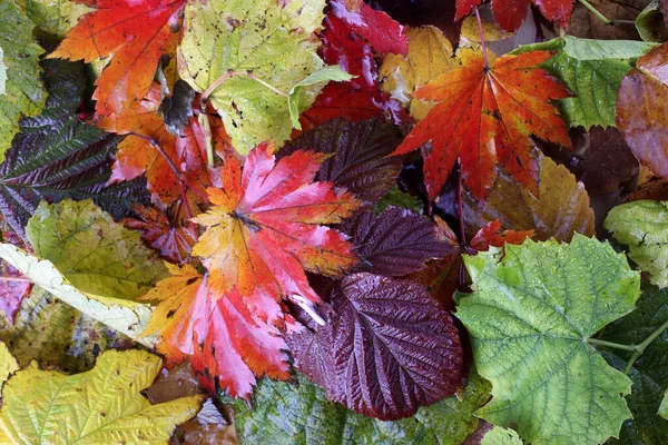 Закрыть Опавшие Осенние Листья — стоковое фото