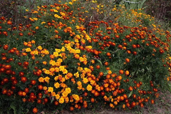 Primo Piano Incredibili Fiori Fiore — Foto Stock