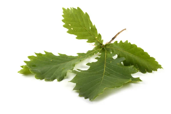 Foglie Quercia Autunno Isolato Sfondo Bianco — Foto Stock