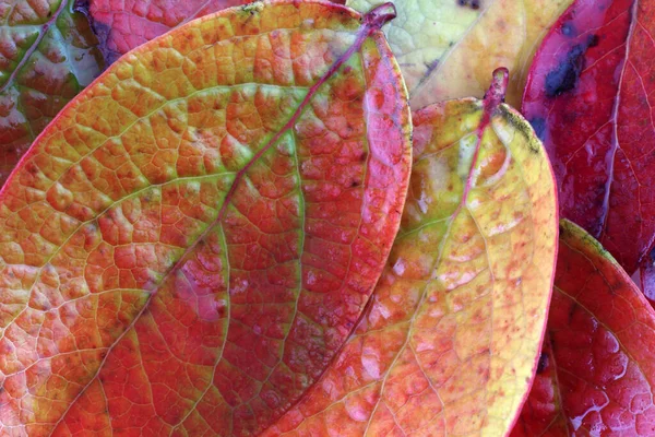 Nahaufnahme Von Abgefallenen Herbstblättern — Stockfoto