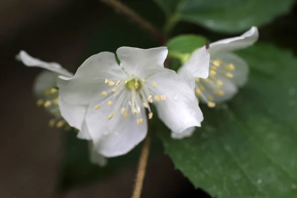 Close Amazing Blooming Flowers — Stock Photo, Image