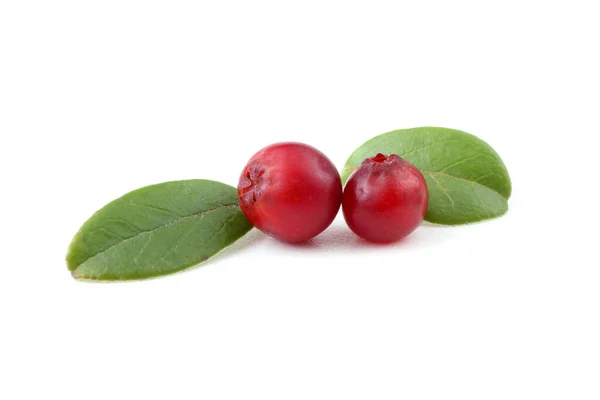 Cranberries White Background — Stock Photo, Image