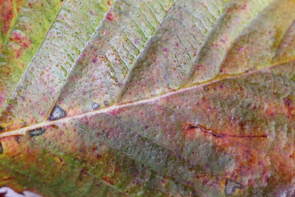 Autumn Leaf Macro Shot Textured Background — Stock Photo, Image