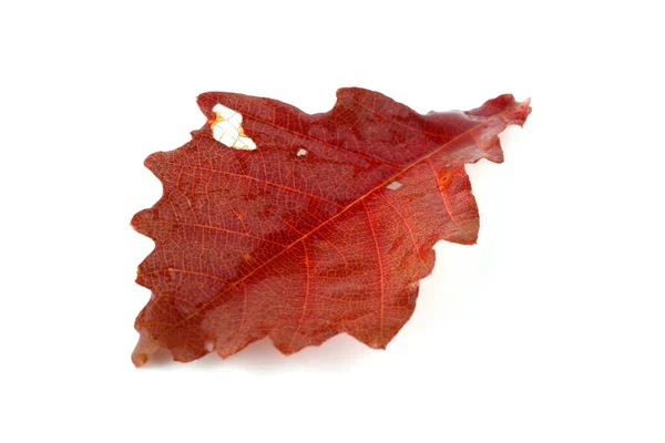 Осенние Дубовые Листья Изолированы Белом Фоне — стоковое фото