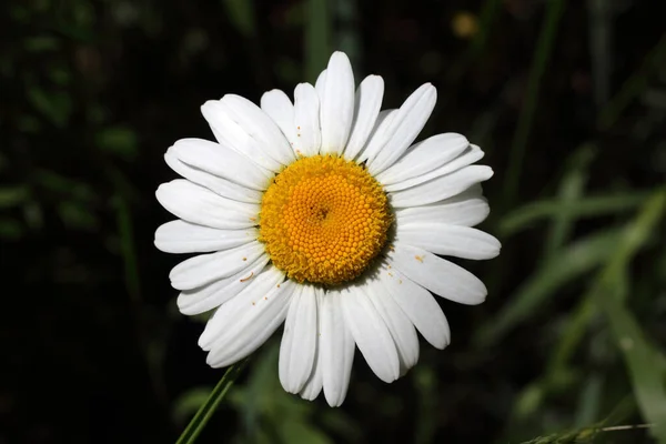 素晴らしい開花の花の終わり — ストック写真