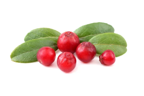 Cranberry Pada Latar Belakang Putih — Stok Foto