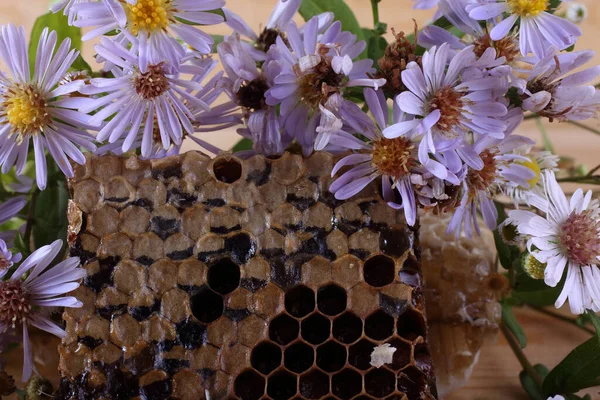 Frische Und Köstliche Bienenwaben — Stockfoto