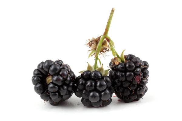 Ripe Blackberries White Background — Stock Photo, Image