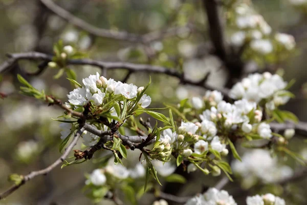 Close Amazing Blooming Flowers — Stock Photo, Image