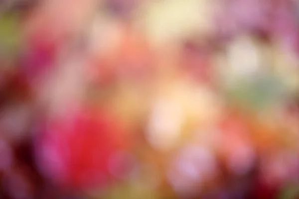 Sonbahar Arkaplanı Odaklanmamış Çokrenkli Yapraklar — Stok fotoğraf